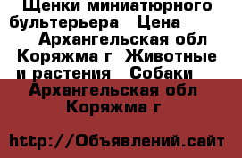 Щенки миниатюрного бультерьера › Цена ­ 45 000 - Архангельская обл., Коряжма г. Животные и растения » Собаки   . Архангельская обл.,Коряжма г.
